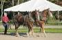 Horses at Wildwood Stables in Acadia National Park being prepared for duty pulling carriages along the carriage roads